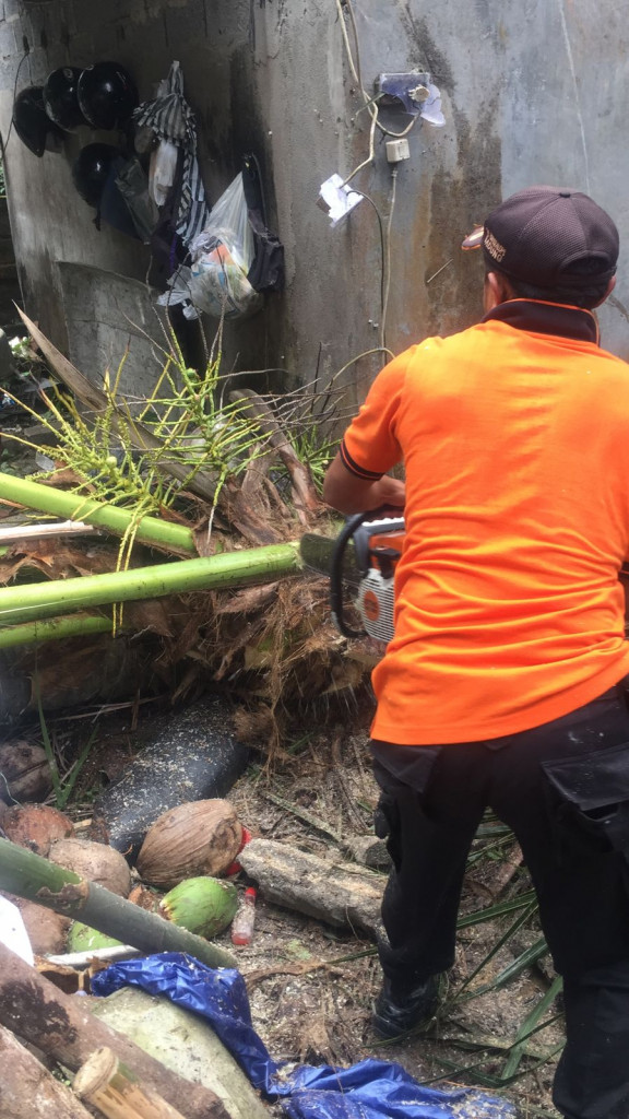 Pohon Tumbang di Banjar Keraman, Desa Abiansemal, Kecamatan Abiansemal Tanggal 27 Juni 2022